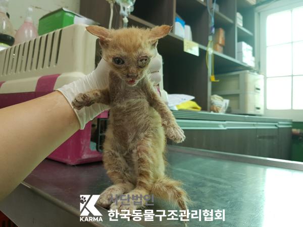[고양이] 한국 고양이 경기-파주-2025-00425 유기동물 배경 이미지 입니다.